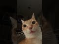 0.0 😂 #shortvideo #cute #youtubeshorts #cat thumbnail