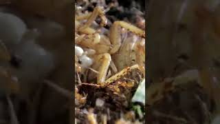 Green Ants (Part 2)