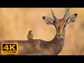 4k Ultra HD Relaxing Music -  WILDLIFE 4k - Beautiful Piano Music For Stress Relief, Sleep, Study