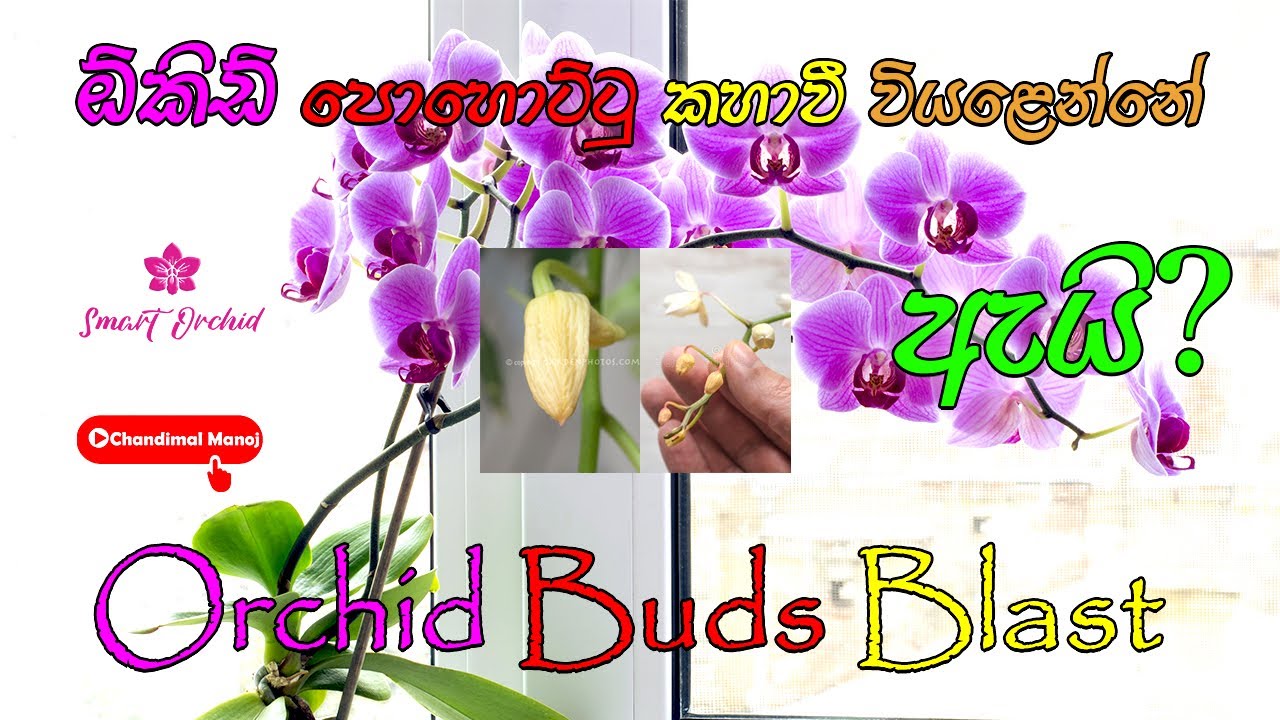 Why orchids buds dry and fall Orchid buds blast ඕකිඩ් පොහොට්ටු