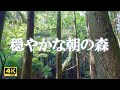 ウグイスのさえずりと草の音が広がる癒しの自然音 | リラクゼーション・ストレス緩和【ASMR / 4K】