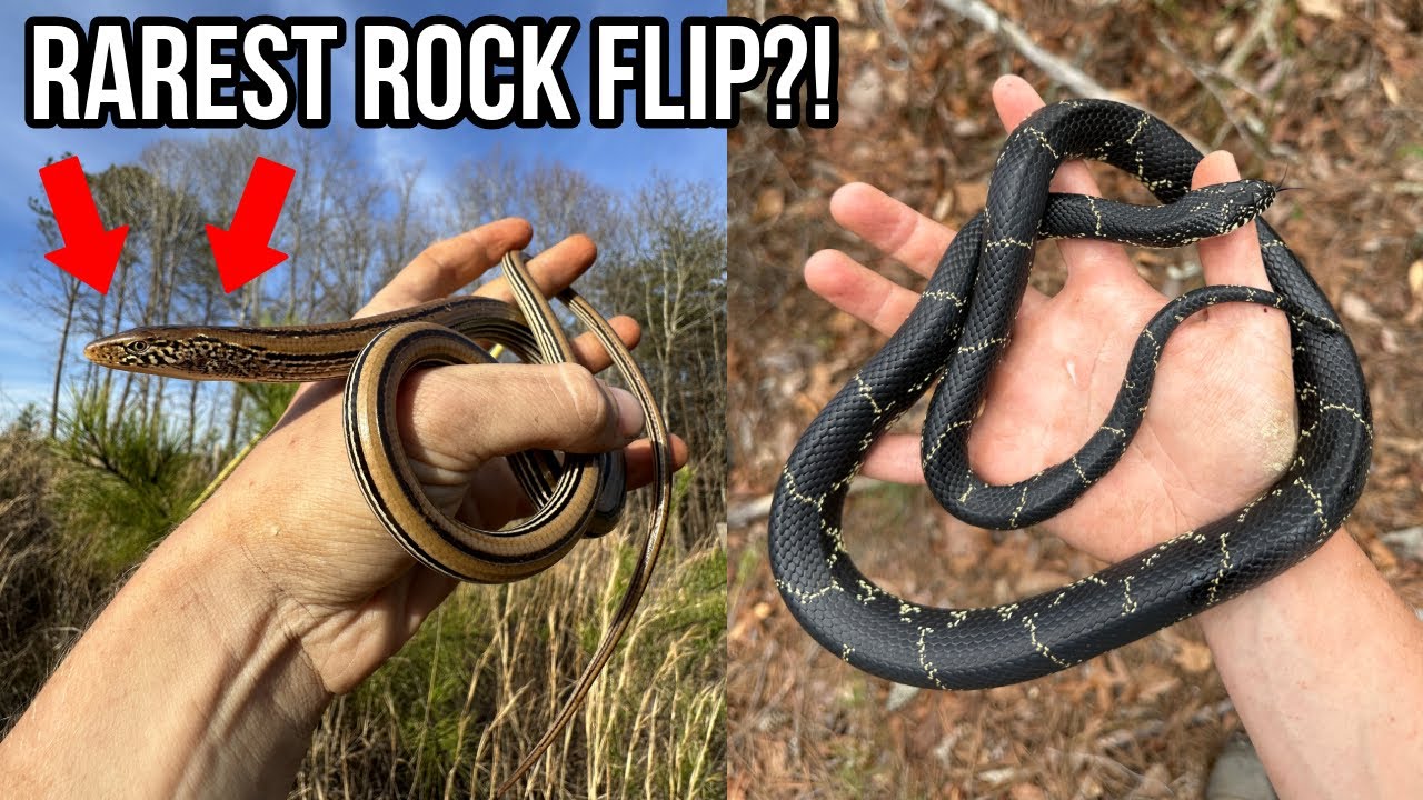 Spring Flipping for Snakes in North Kingsnakes and Rare