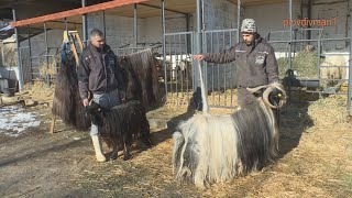 Двама братя прославят автохтонната българска порода „калоферска дългокосместа коза“