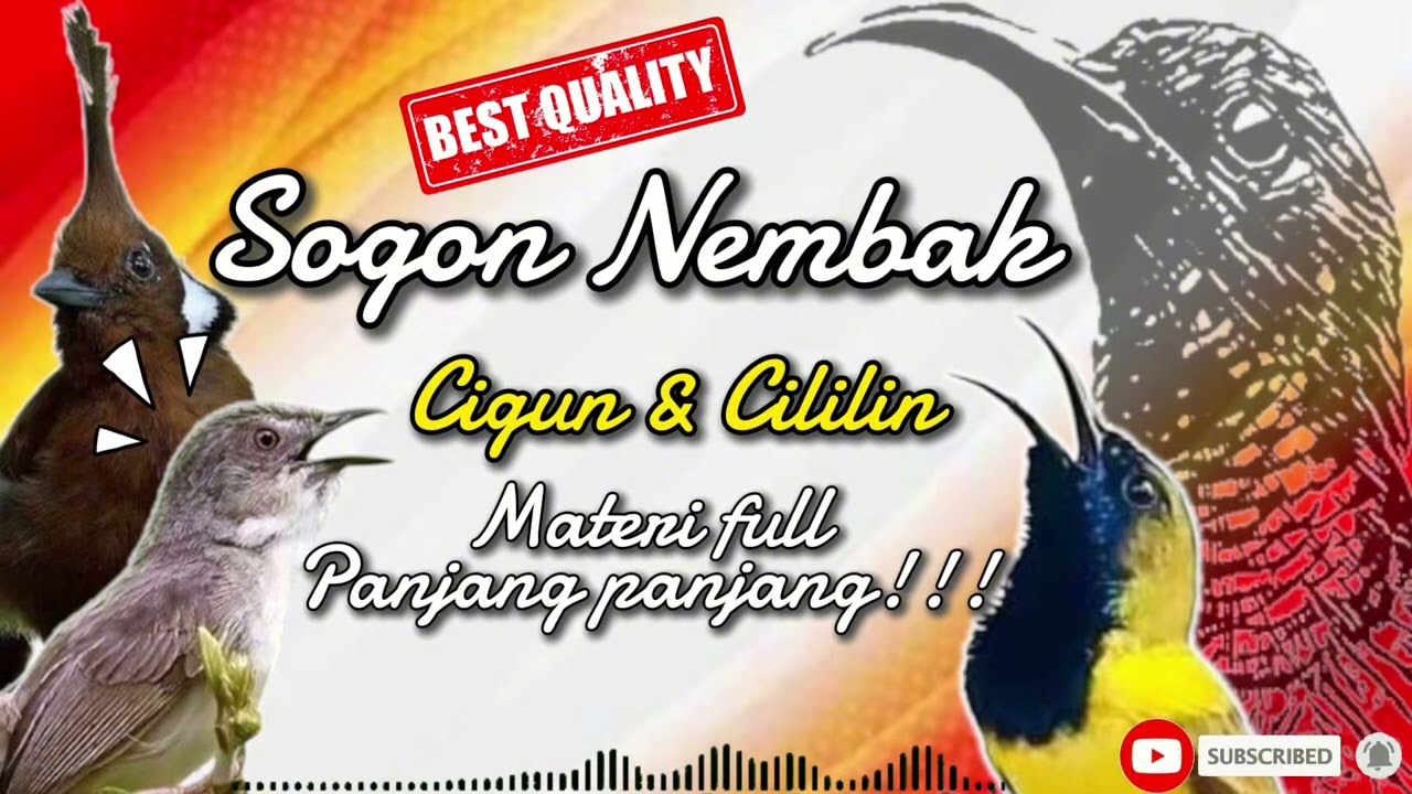 SOGON NEMBAK CIGUN DAN CILILIN | MATERI FULL PANJANG PANJANG!! 