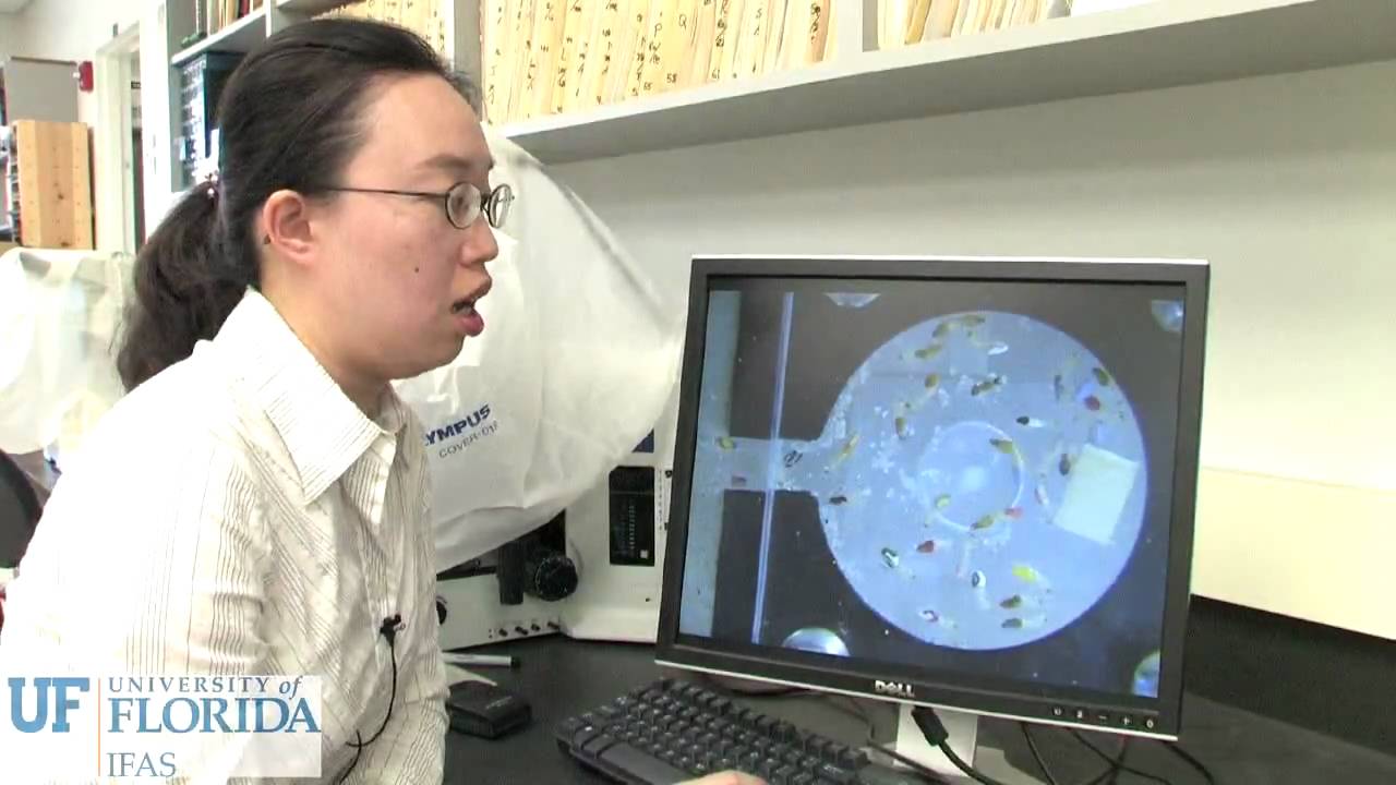 Rou Ling Yang UF/IFAS/FLREC (Nan-Yao Su' Group)