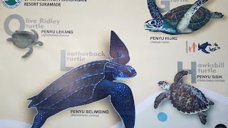 Sukamade Turtle Beach at Meru Betiri National Park Banyuwangi by Wahyu Travel Indonesia 🇮🇩