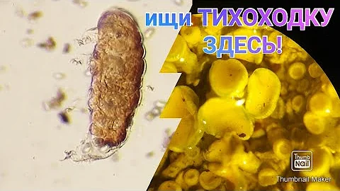 ТИХОХОДКИ: где и как их искать?