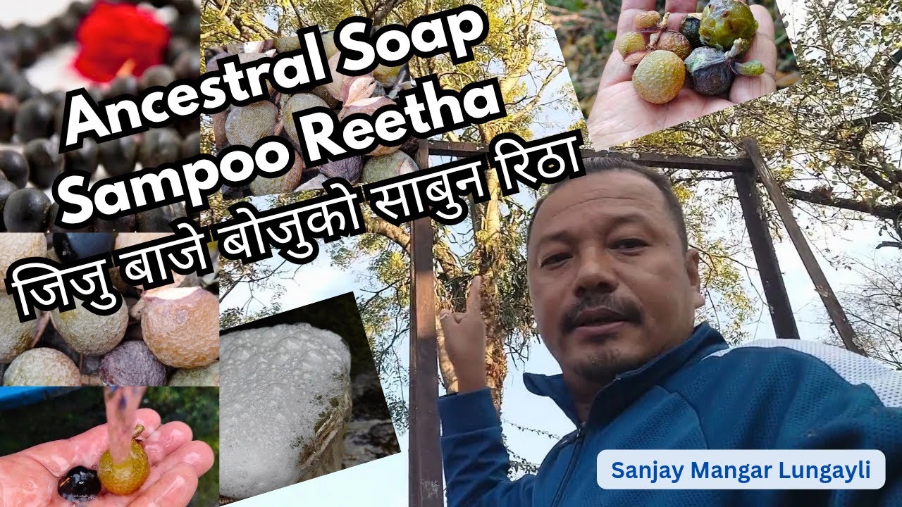 Ancestral Soaps Sampoo Reetha जिजु‌ बाजे बोजुको‌ साबुन रिठा 🧼🧼🚿🚿
