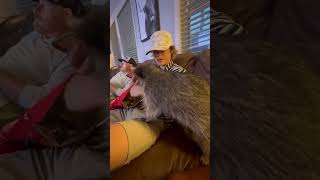 Raccoon Demands Popcorn during Snacktime