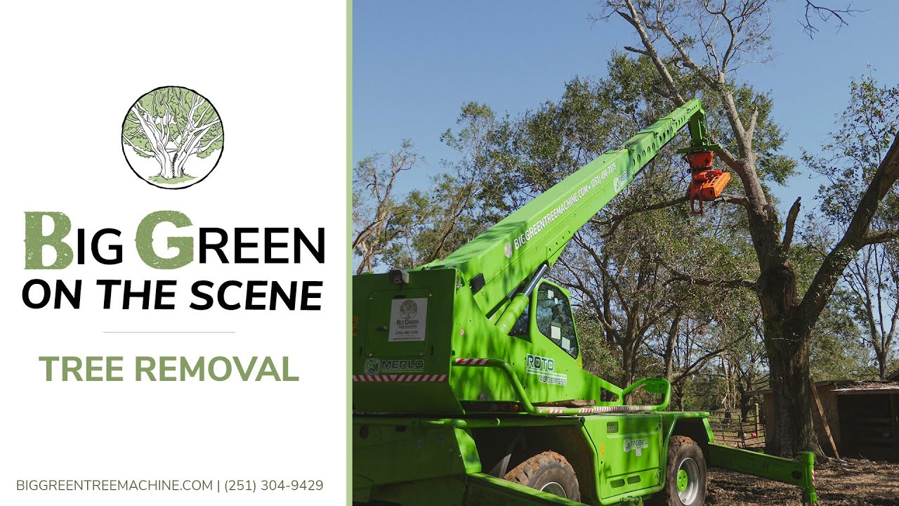 Big Green on the Scene: Tree Removal - YouTube