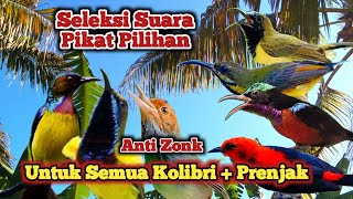 Sogon Ribut, Pikat Sogon Paling Ampuh, Konin Ribut, Pikat Prenjak,Sogon Gacor, Korlap, Kemade