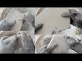 Asmr | clay pot dry crumbling | with messy hands| crunchy sounds (soft dirt) part 34🤤🗯