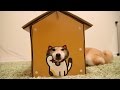 柴犬だいふくの小さいお家にむりやり入ってみた [ This house is too small for Shibainu Daifuku. ]