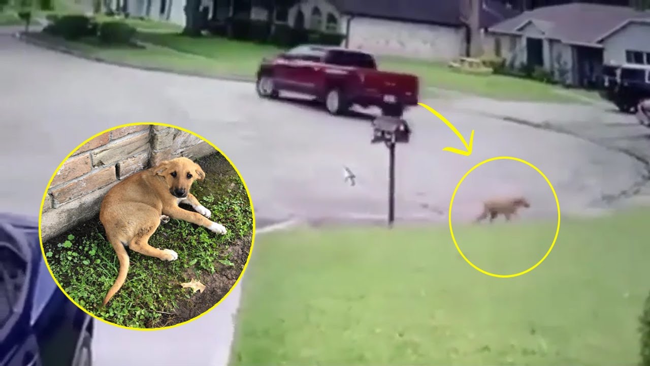 «Да, я пойду… Я больше не буду беспокоить папу». Щенок ушёл, зная, что его больше не любят!