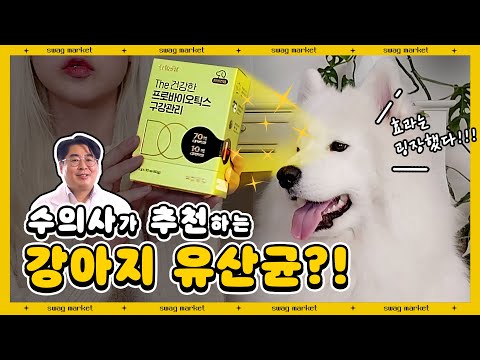 강아지도 유산균을 먹어야 하나요? #비만견 #구강관리 #피모관리ㅣ스웩마켓 시즌2