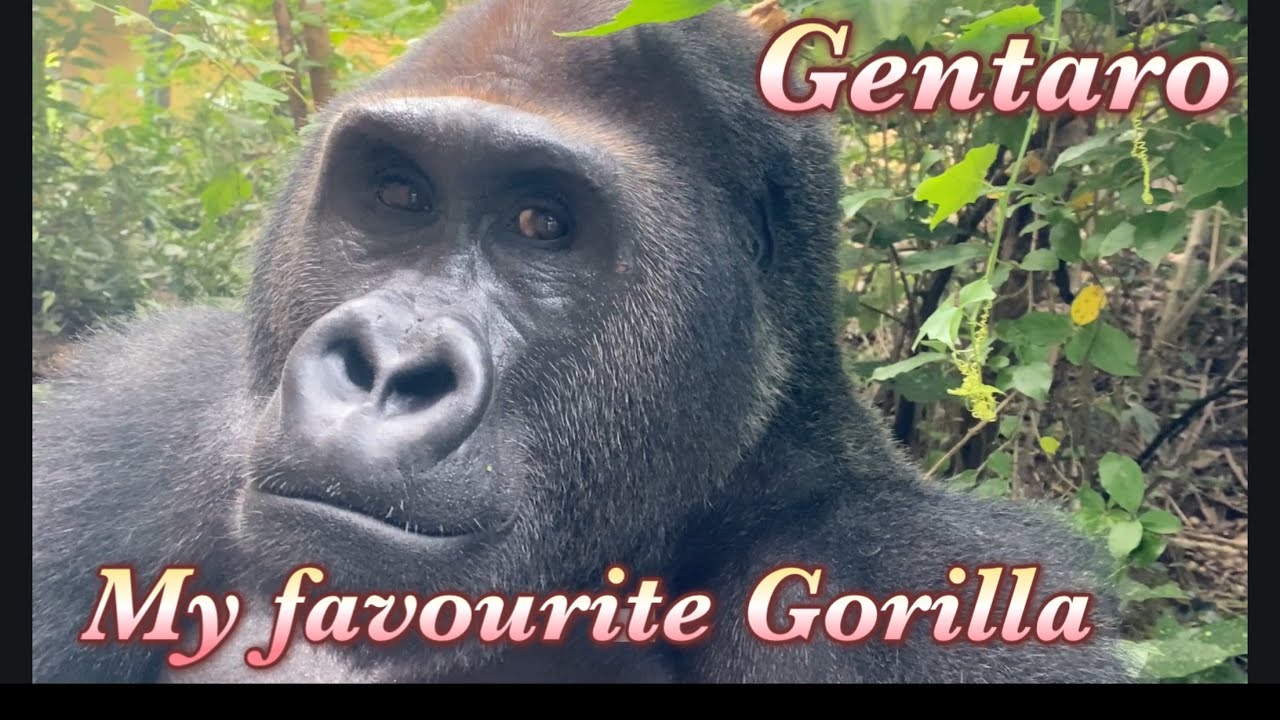 ポテトゴリラマザーページ　いつもありがとうございます♡ Gorilla⭐️It was a happy day having my beloved Gentaro sitting