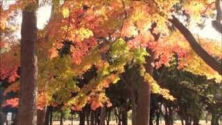 紅葉前線2012　代々木公園