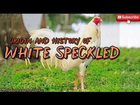 Origin and History of White Speckled Gamefowl Bloodline. #gallos # ...