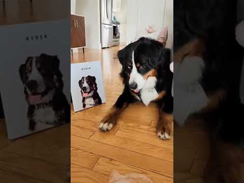 Ryder unpacks the most precious gift! (Furryroyal)