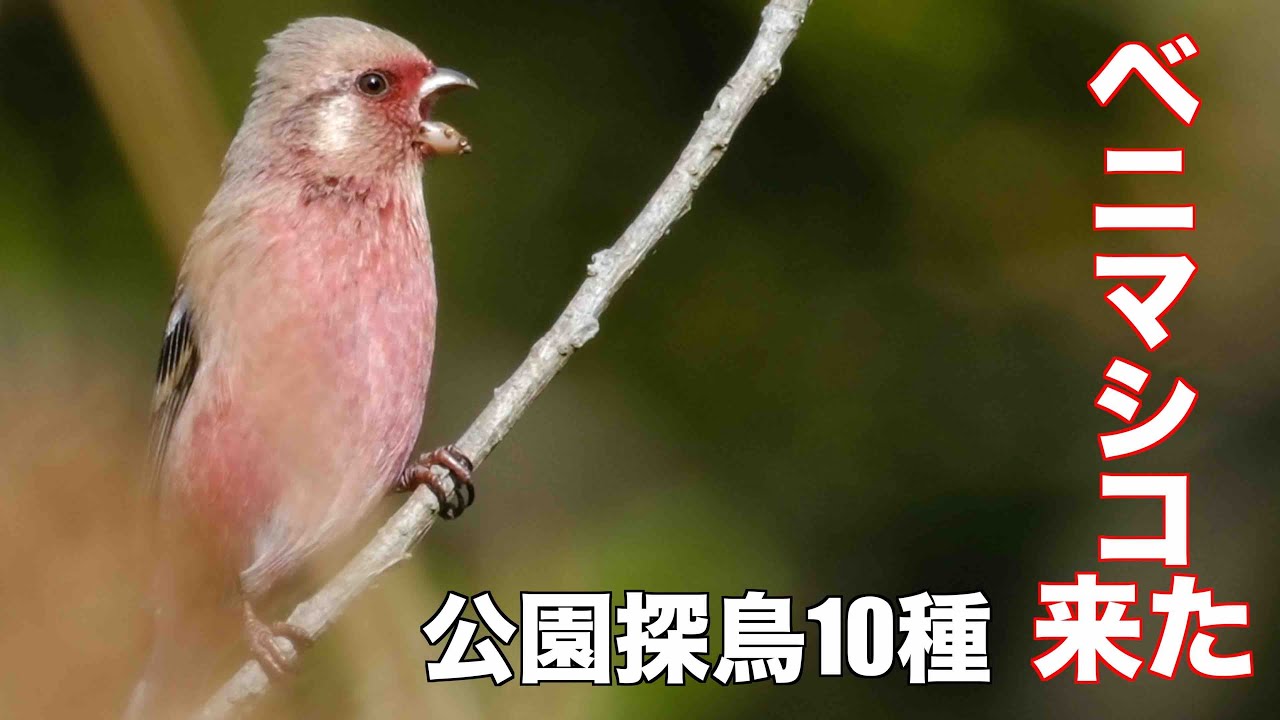 11月13日 ベニマシコ来た 北本自然観察公園