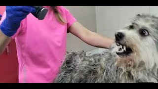 Terribly Neglected Dog With A Lot Of Ticks- Angry dog #rescuedog #abandoned by Leni Grooming 7,651 views 2 months ago 14 minutes, 9 seconds