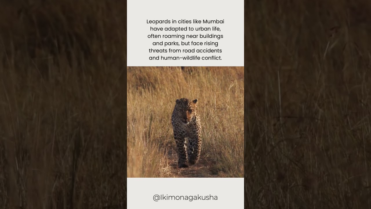 mumbai leopard 🐆 