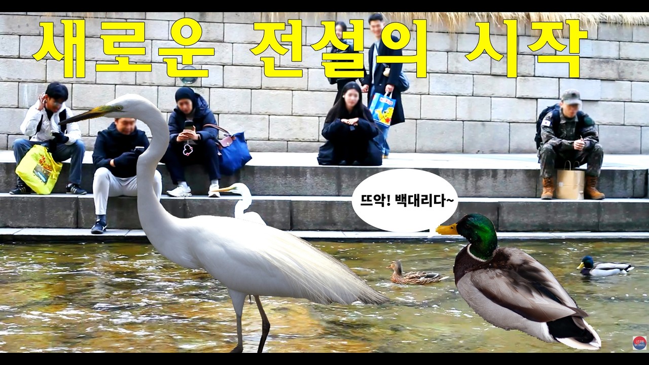 즐거워하는 외국인관광객들과 시민들 / 추운 겨울이 지나고 다시 돌아온 청계천의 백대리들과 둥사원들의 활기찬 모습들