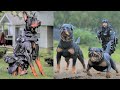 Les 15 Meilleures Races de Chiens Militaires