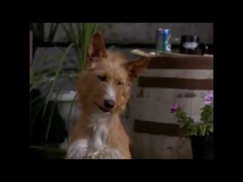 homeward-bound-2--delilah-chases-chance