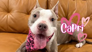 Capri is the dog friendly cutie pie who loves her humans! screenshot 5