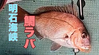 【明石海峡】鯛ラバ　全集中で短時間勝負！！ 予約の取れない人気船で鯛カブラ