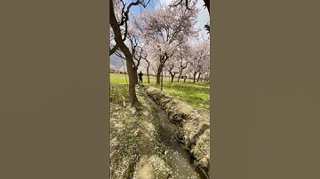 Thumbnail of Apricot Blossom Session #apricots #blossom #session