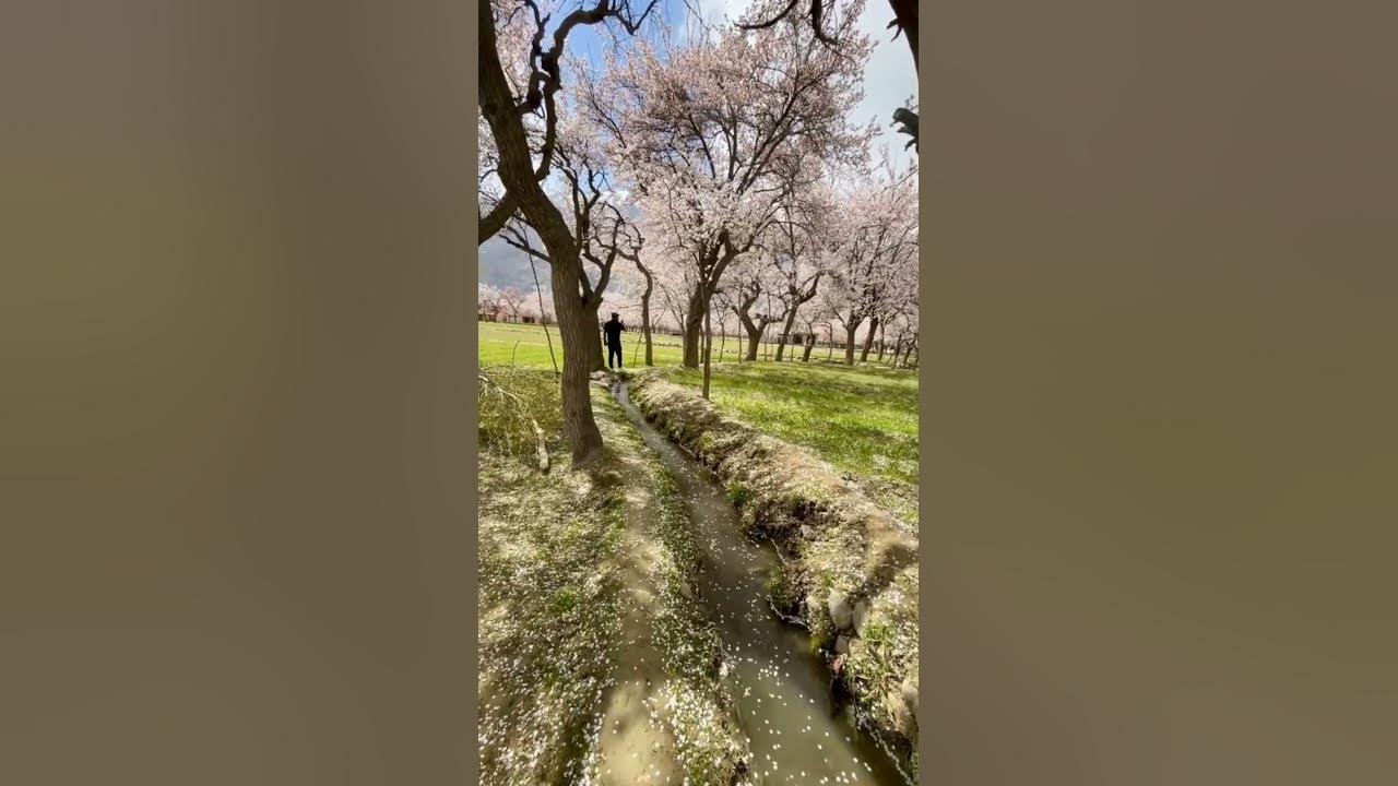 Apricot Blossom Session #apricots #blossom #session