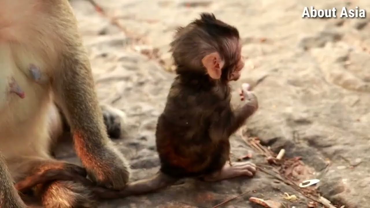 Monkey Luca   Very Cute Monkey Lucas Stay Here!!