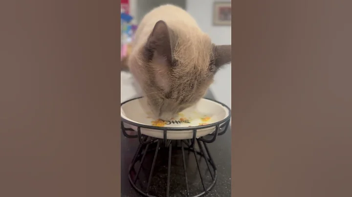 Watch the video about LUNCH TIME #asmr #cat #kitten #catsounds #siamese #cute #catvideos #catlover #explore #kitty #lunch