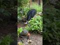 This Dangerous Bird Walked Into My Veggie Patch | Amazing Cassowary Visits My Garden