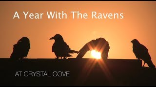 Download Lagu A Year With The Ravens at Crystal Cove MP3