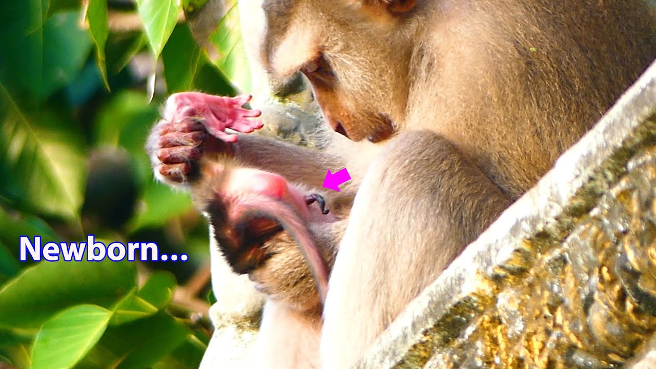 Congrat...Newborn baby monkey of mom Brendy. YouTube