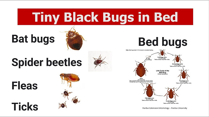 What are tiny black bugs in bed