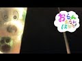 お父さんとお母さんにありがとうを言おう！【おらんおらんばあ】