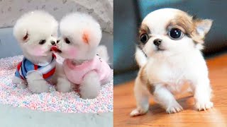 Baby Dogs Cute And Funny Dog Videos 