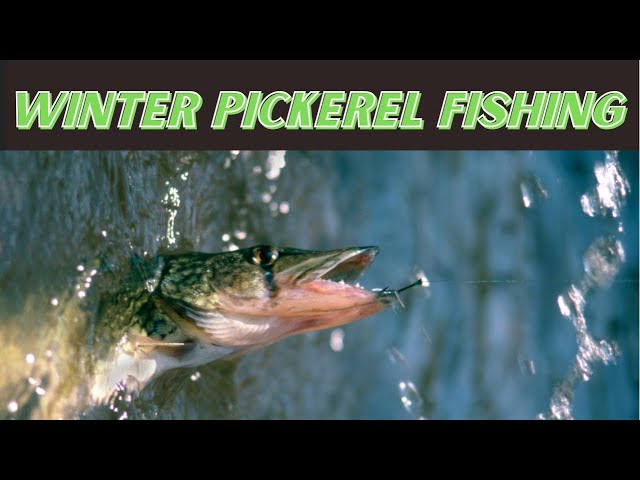 Winter Pickerel Fishing 