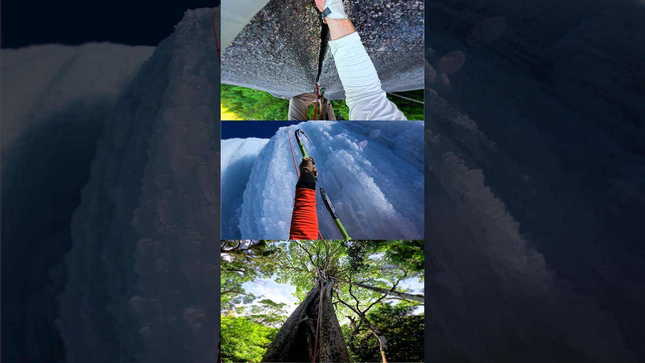 Rock, Ice, or Tree?