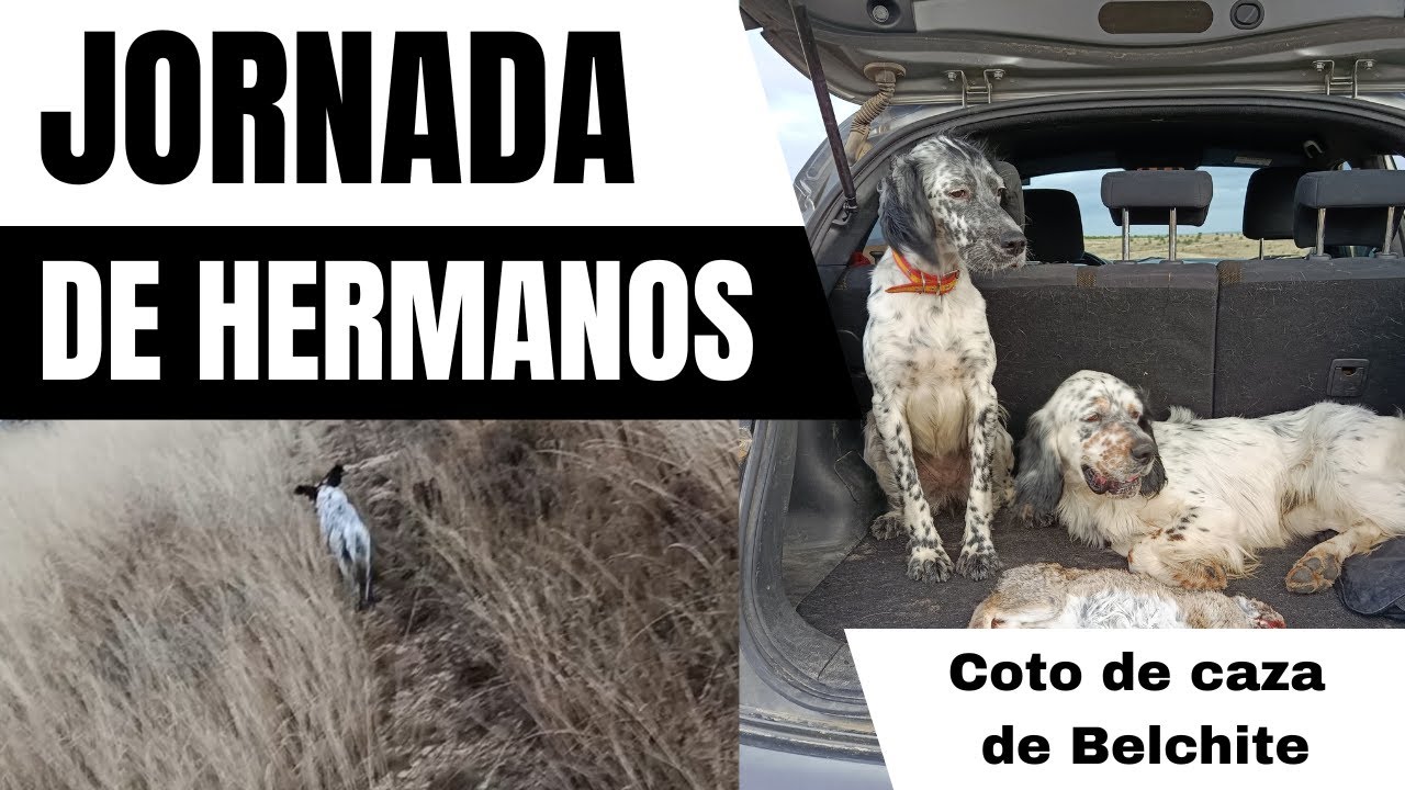 Caza Entre Hermanos  Setters al Límite con conejo y perdiz salvaje