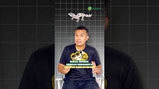 Gecko ga perlu mandi yaa 💦🦎
