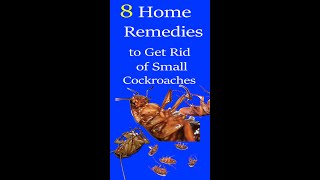 8 Best Home Remedies to Get Rid of Cockroaches