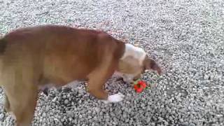 Virginia LOVES squeaky toys
