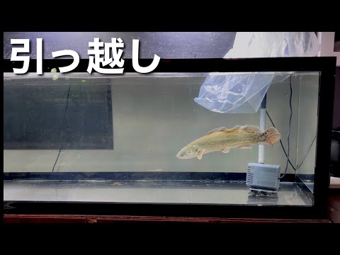 アミアカルヴァを１８０ｃｍ水槽にお引越しさせました