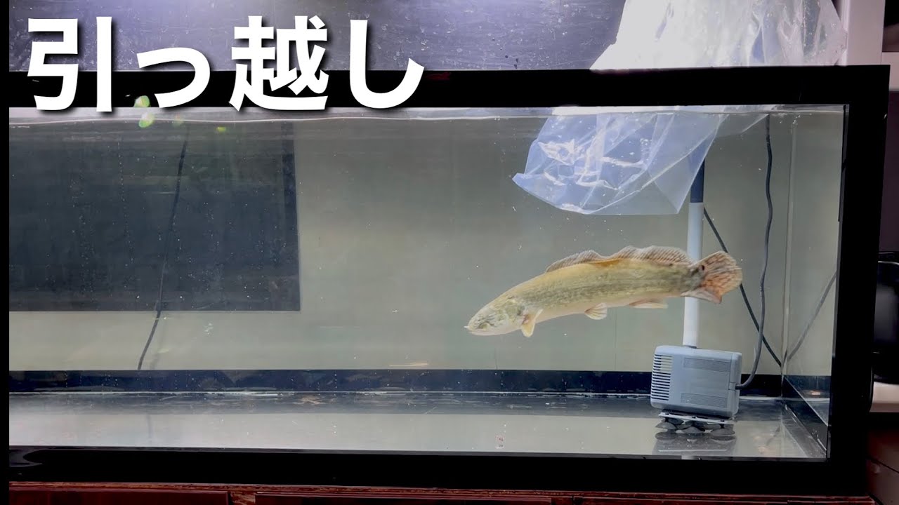 Moved Amiakalva to a 180cm tank - YouTube