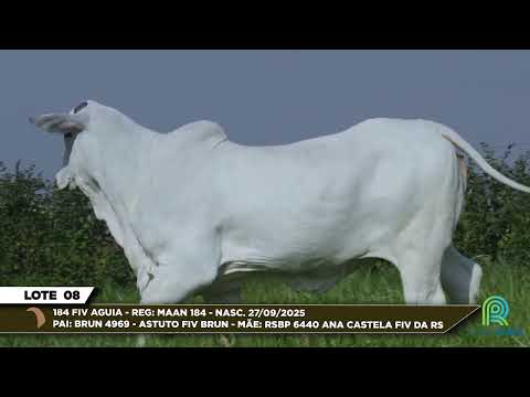 LOTE 08   184 FIV AGUIA   MAAN 184